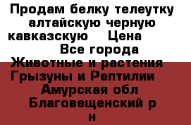 Продам белку телеутку алтайскую,черную кавказскую. › Цена ­ 5 000 - Все города Животные и растения » Грызуны и Рептилии   . Амурская обл.,Благовещенский р-н